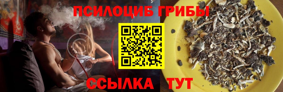 Псилоцибиновые грибы Psilocybe Кызыл